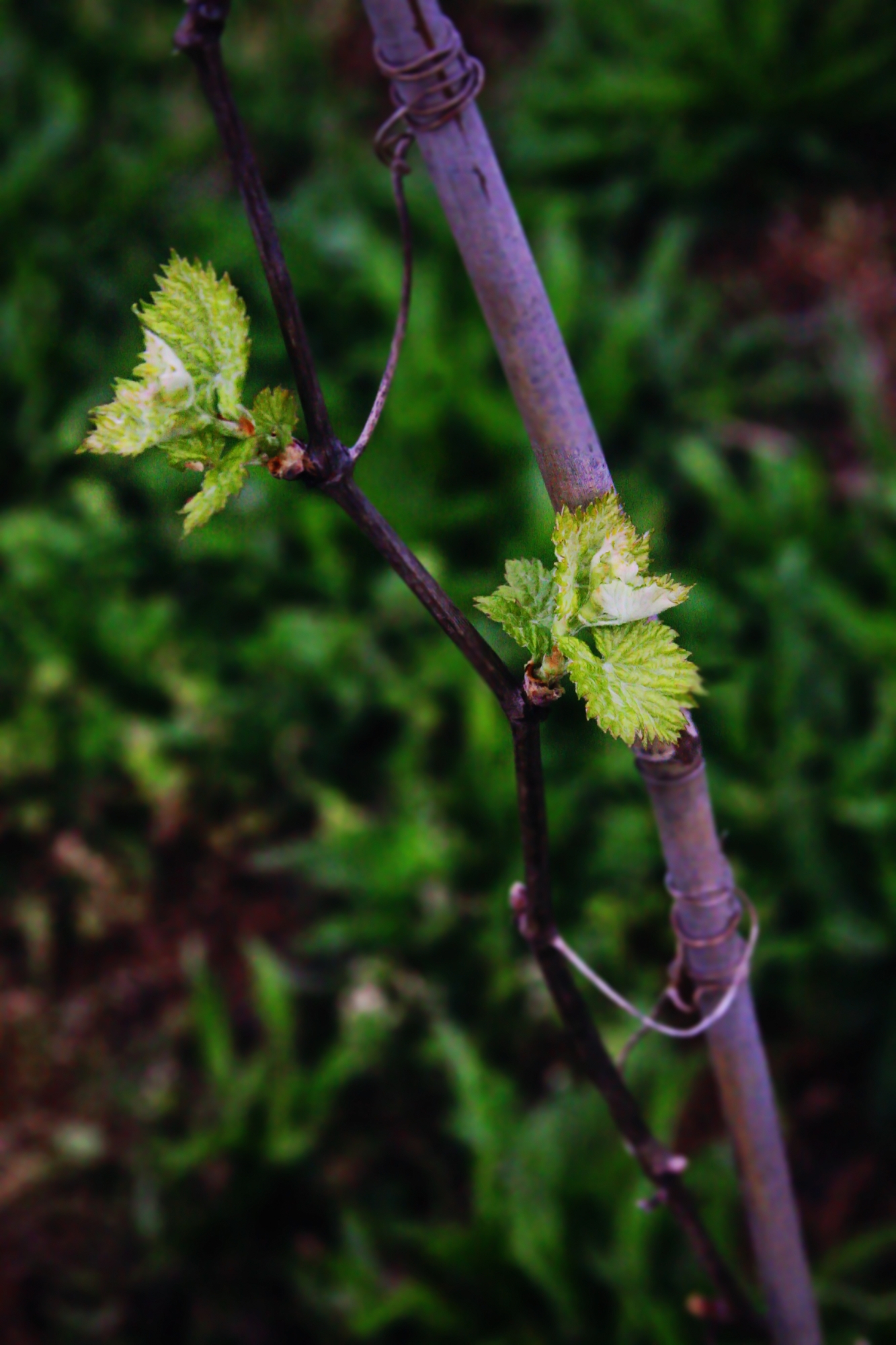 White Oak Mountain SoVA Wine