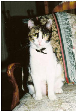 Image description