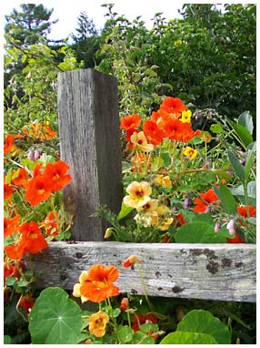 flowers on a wooden fence line