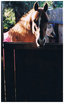 Linda's mare, Foxy, at home
