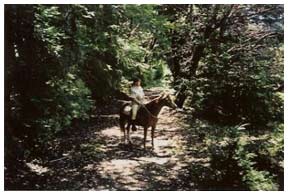 Horseback in a shady grove